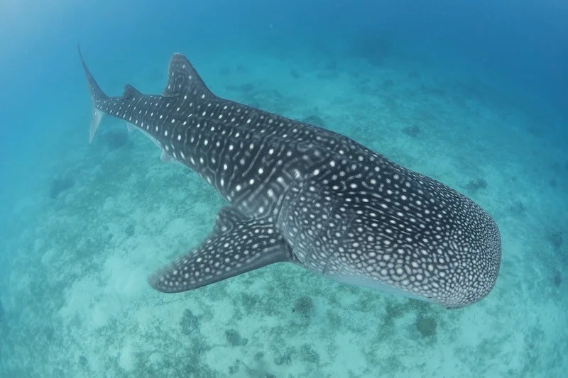 iStock-1953339077 RESIZED.jpg