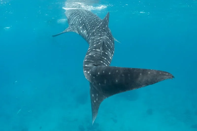 iStock-1953354444 RESIZED.jpg