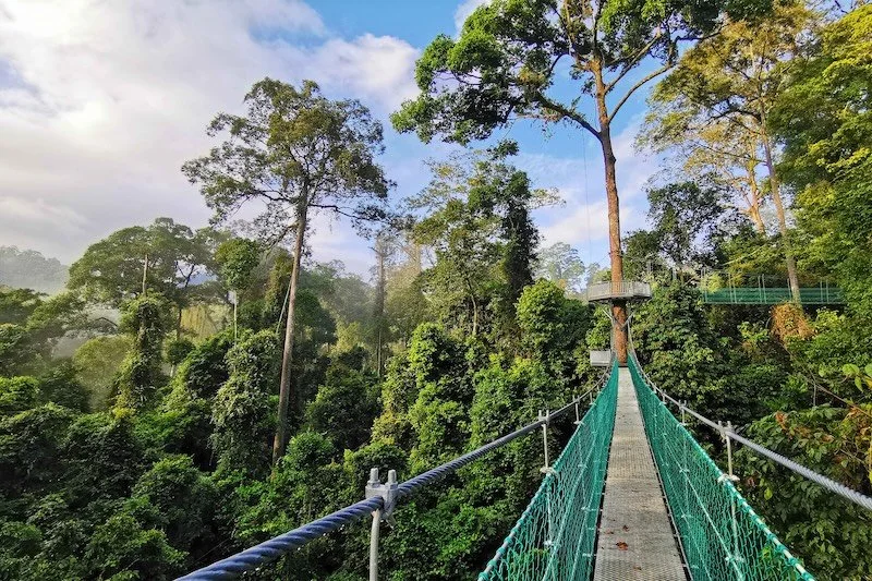 BRL - Canopy Walkway Image 10 RESIZED.jpg