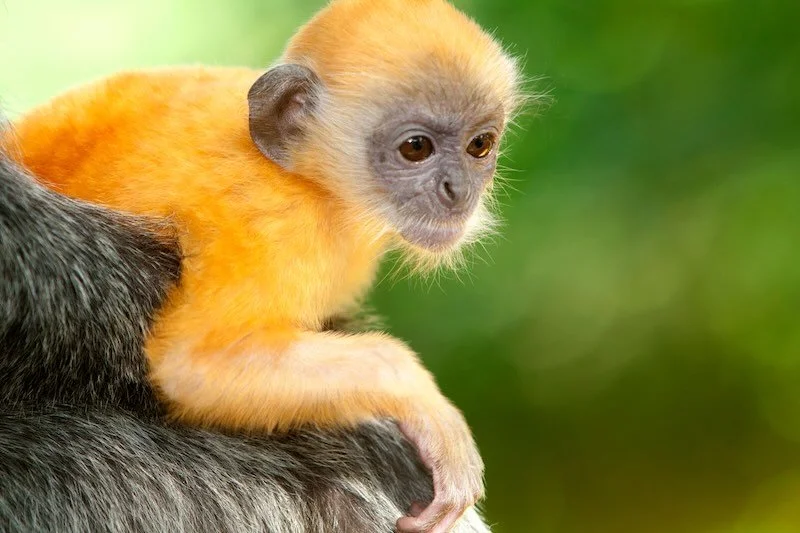 iStock-479399409 RESIZED.jpg