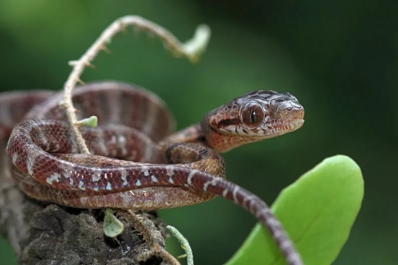 iStock-1414592689 RESIZED.jpg