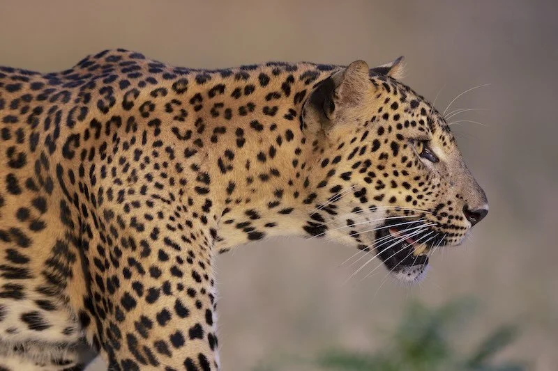 iStock-2209116216 RESIZED.jpg