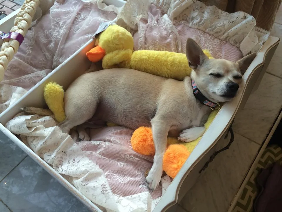 Daisy