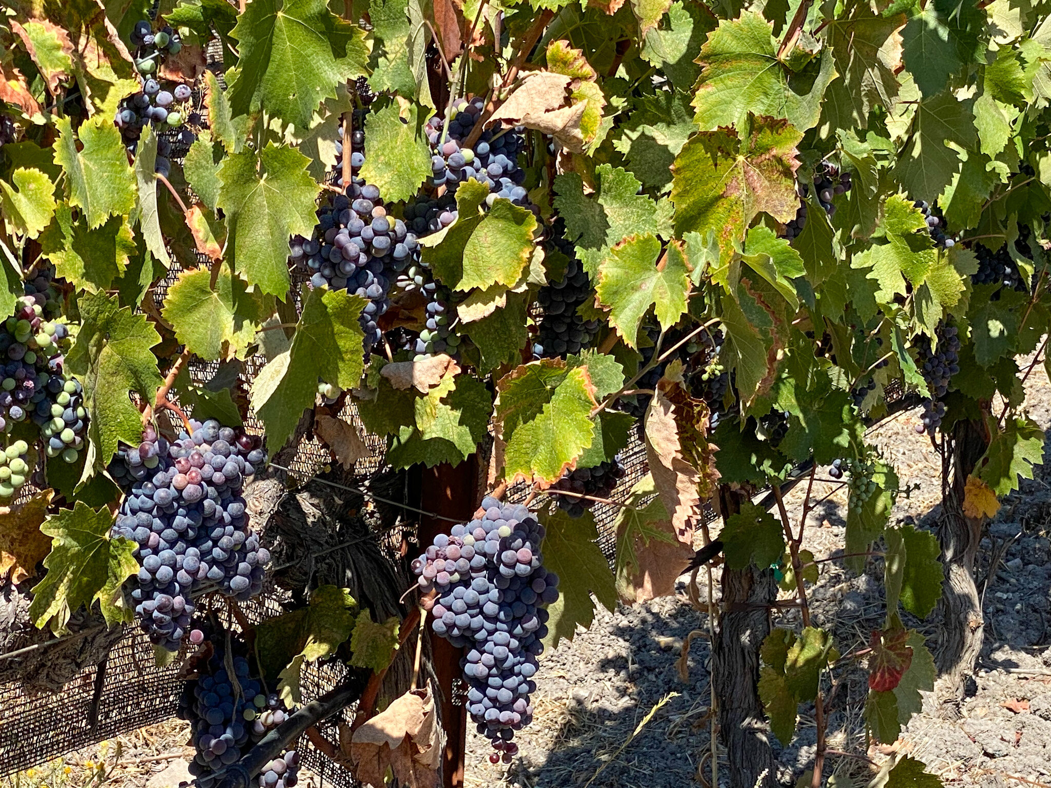 Paso Robles wineries - Booker Vineyard vines.jpg