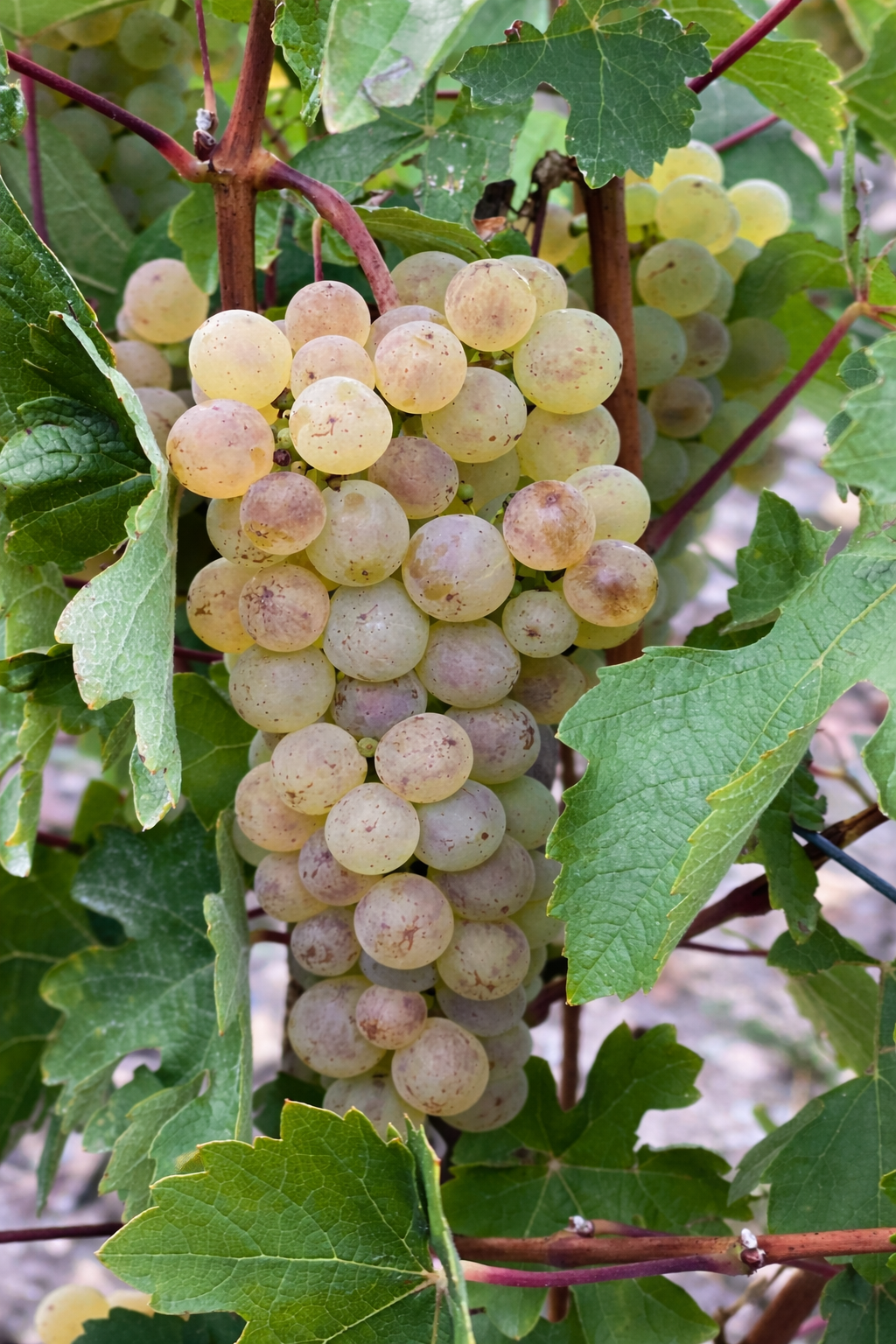 Petit Meslier grapes in sunlight.png