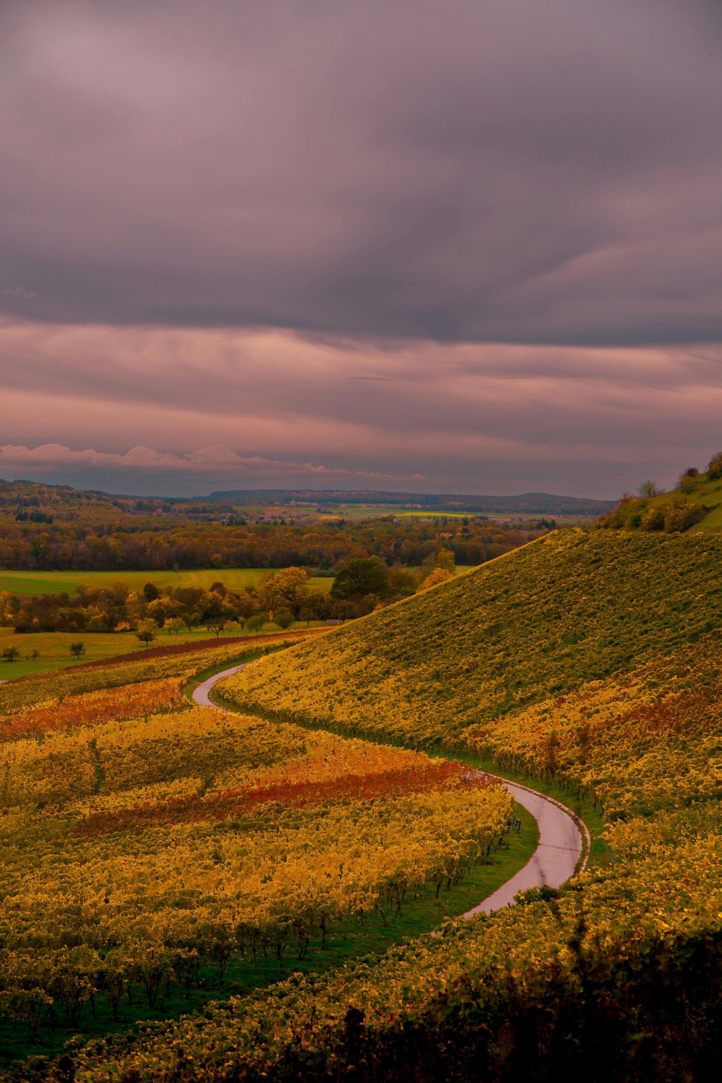 Champagne Private Luxury Tours from Paris Tasting Reims.jpg