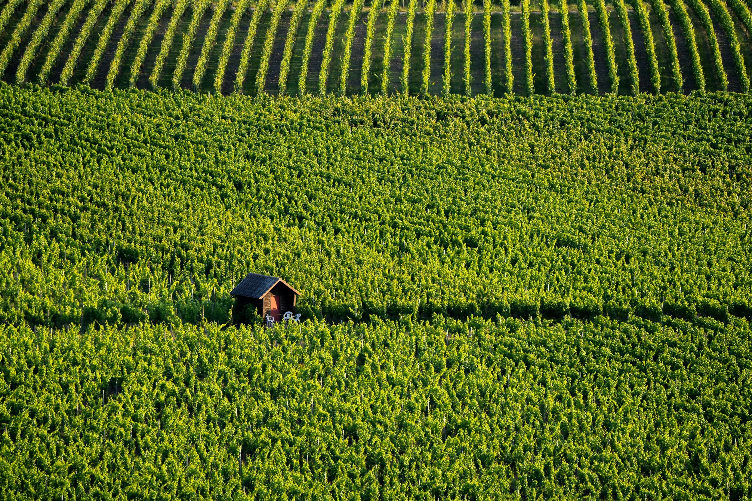 A vineyard with rows of grapevines stretching across rolling hills, a small wooden shed at the foreground, with green foliage and sunlight illuminating the scene.