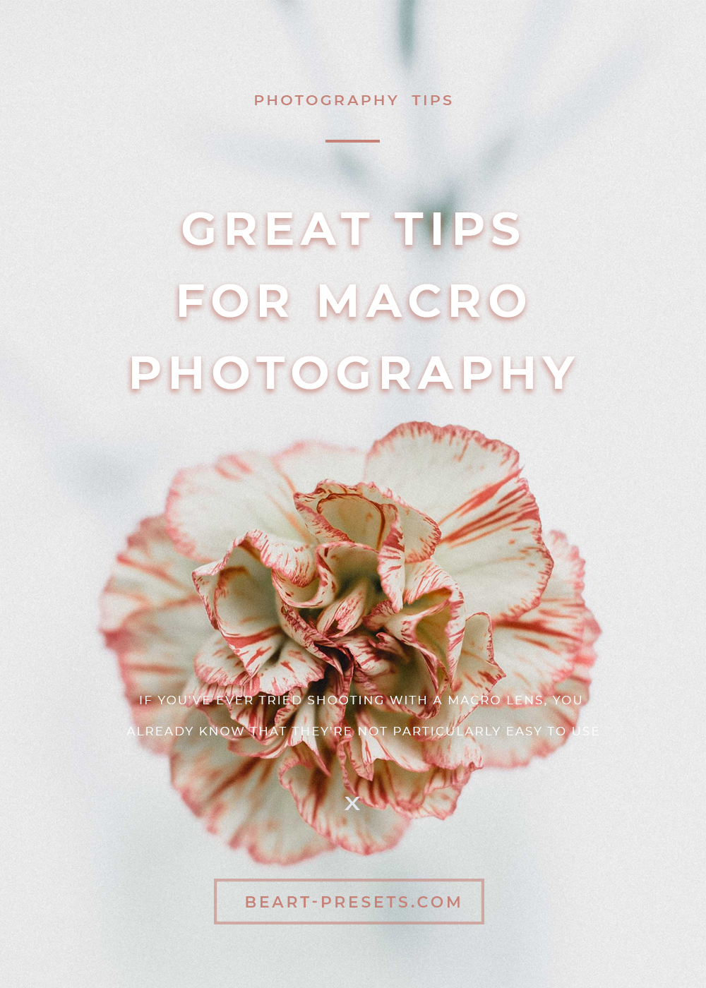 3 Great Tips for Macro Photography Beginners