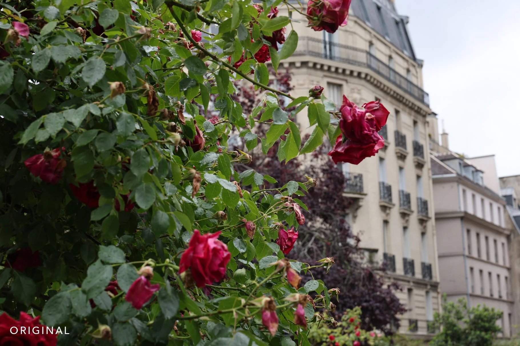 Paris-Aesthetic-Presets.jpg