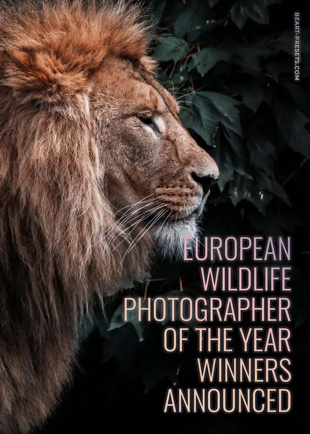 European Wildlife Photographer of the Year Winners Announced!
