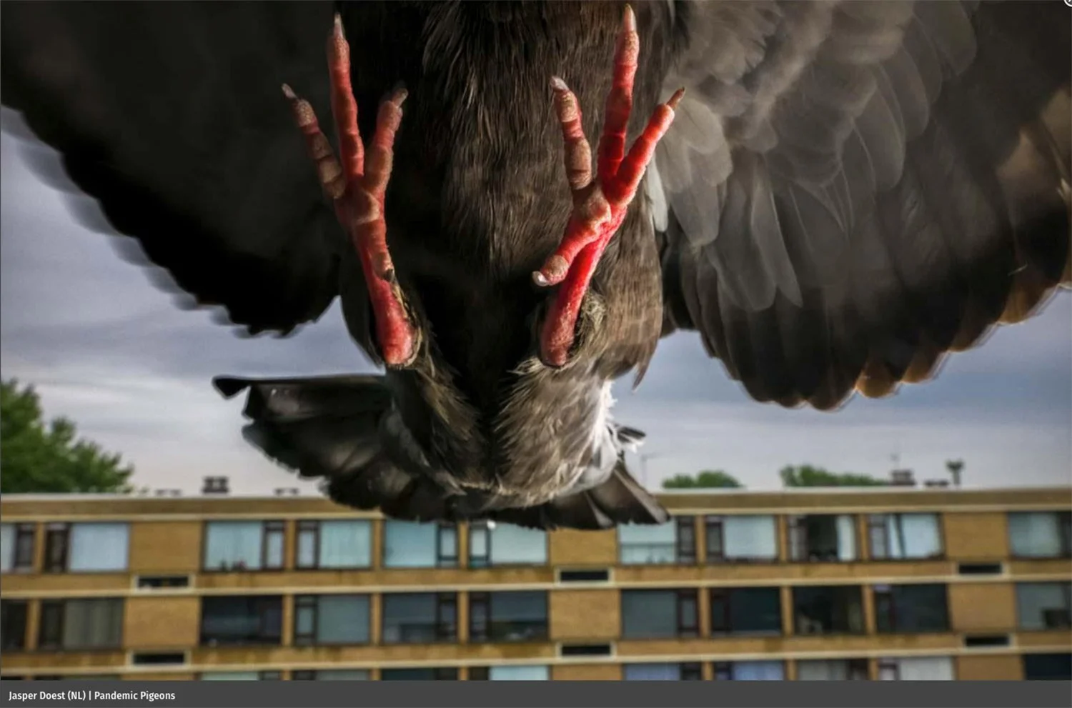 European Wildlife Photographer of the Year Winners Announced!