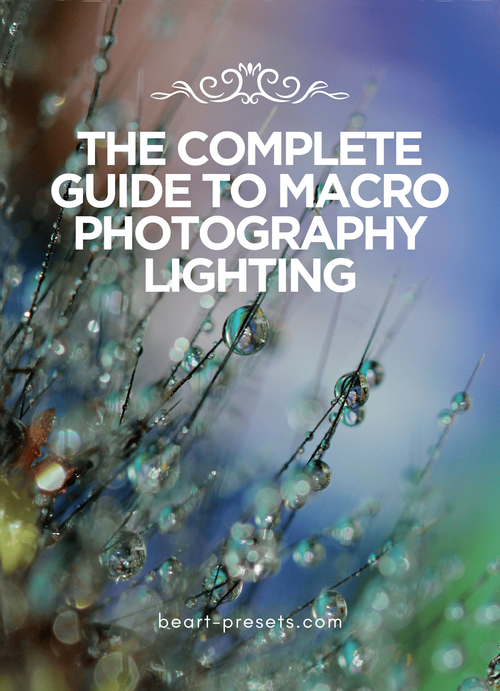 The Complete Guide to Macro Photography Lighting: Expert Techniques for ...