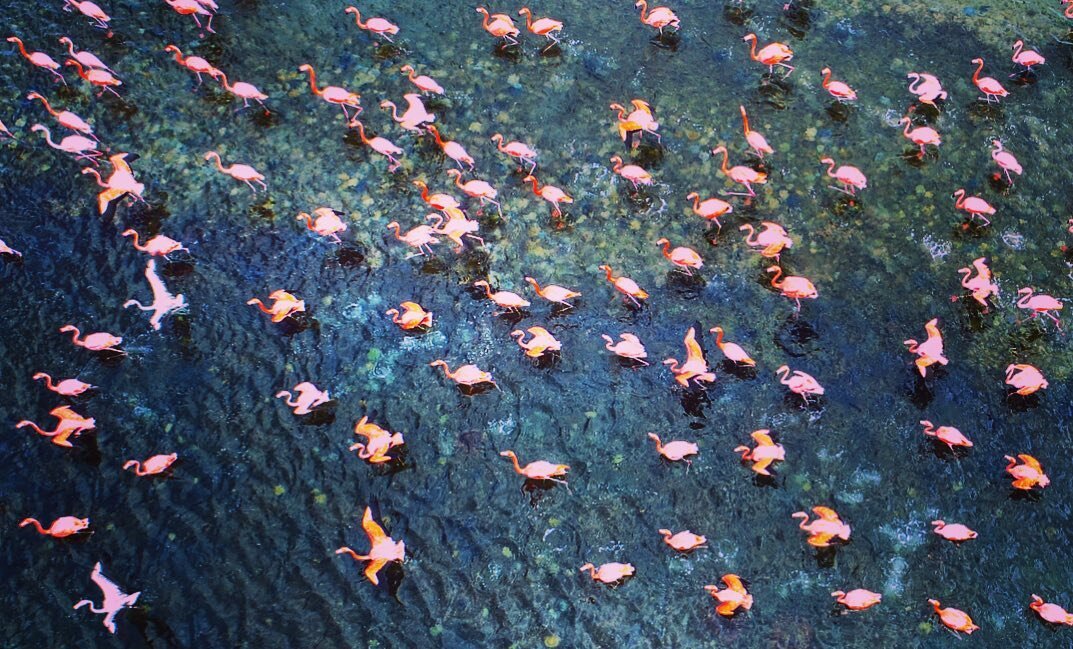 Remembering that one day where #dottythedrone just wanted to be a flamingo in #curacao. This make me smile today; hope it does the same for you. 🦩💙 .
.
.
.
.
.
#traveldeeper #passionpassport #TLpicks #iamatraveler #speechlessplaces #girlswhodrone #