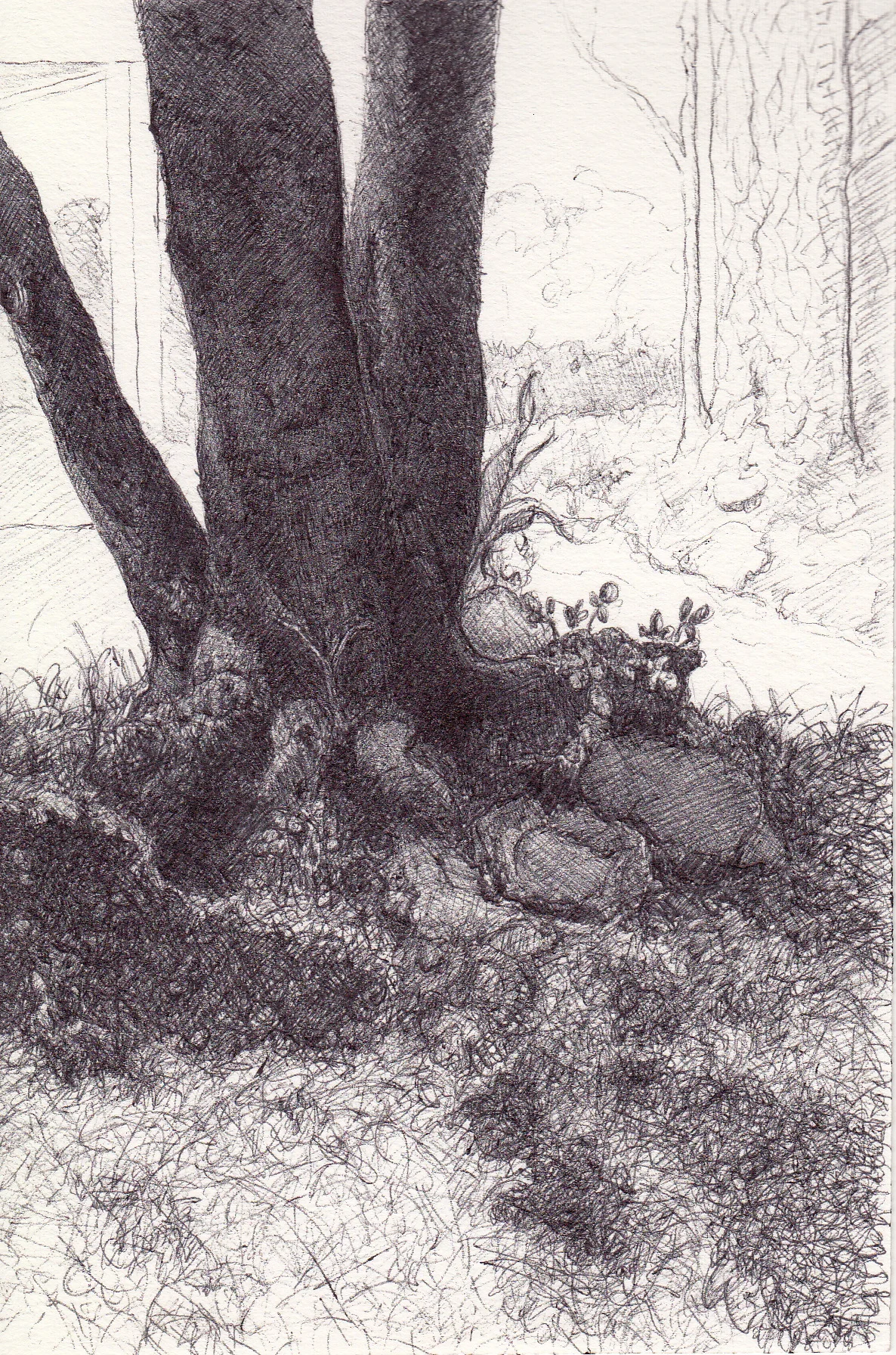Rosie's Tree, 4" 6", ball point pen, 2014
