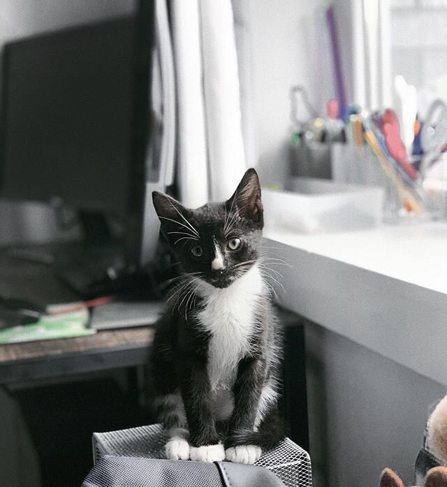 Officially a cat mama of 2! Meet my cutest little tuxedo man. Posted a full video about him talking about how I adopted him and how he&rsquo;s currently adapting with his new big sister. He&rsquo;s a cuddler and an adventurer. Also, baby cats name re
