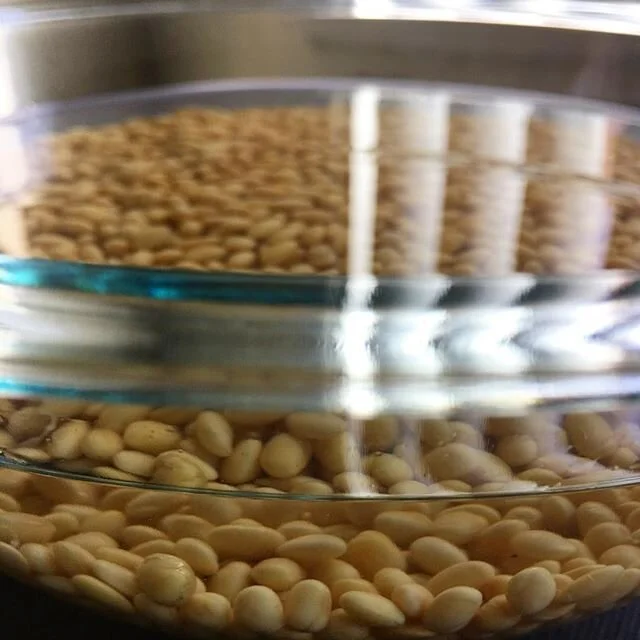 Back in the game 😉 #casamamanatto #homemade #organic #nongmo #natto #probiotics