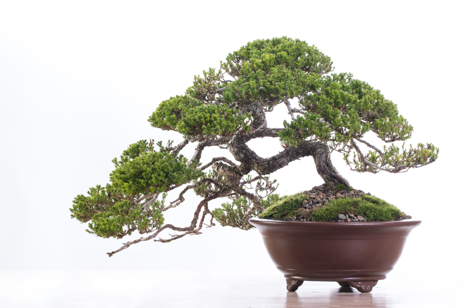 Bonsai