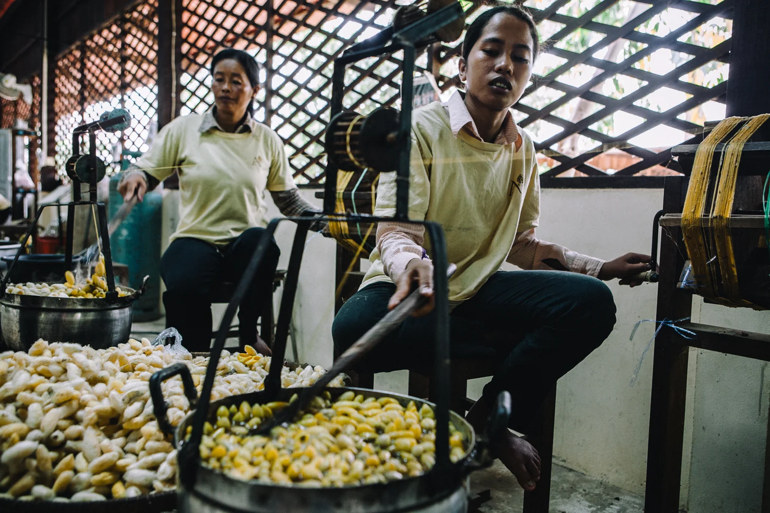 Silk worm cocoons are boiled to release silk fibres so they can be spun into thread