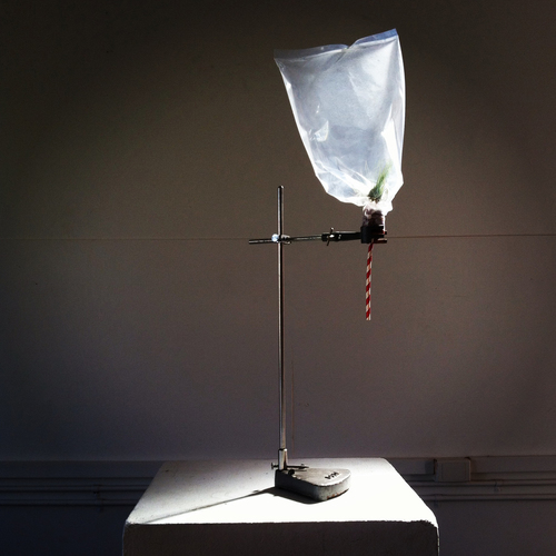 Emily Parsons-Lord, Different Kinds of Air, A Plant’s Diary (performance documentation) 2014, nitrogen, hydrogen, helium, sulphur hexauoride, compressed air, tillandsia airplants, argon, plastic bags, chain, glass, sea water, air pump, red cedar, tiles, stool, single- channel sound. Proximity Festival, Fremantle Arts Centre, Fremantle. Courtesy and copyright the artist. Photograph: Peter Cheng.