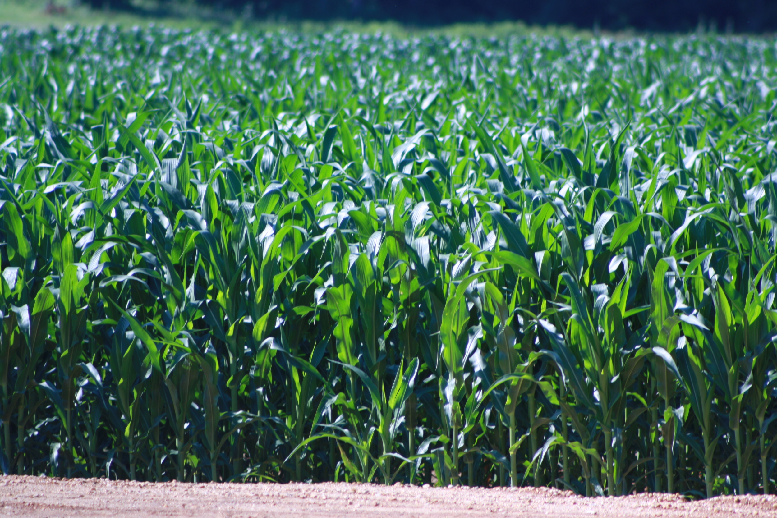 Corn on the Downer farm