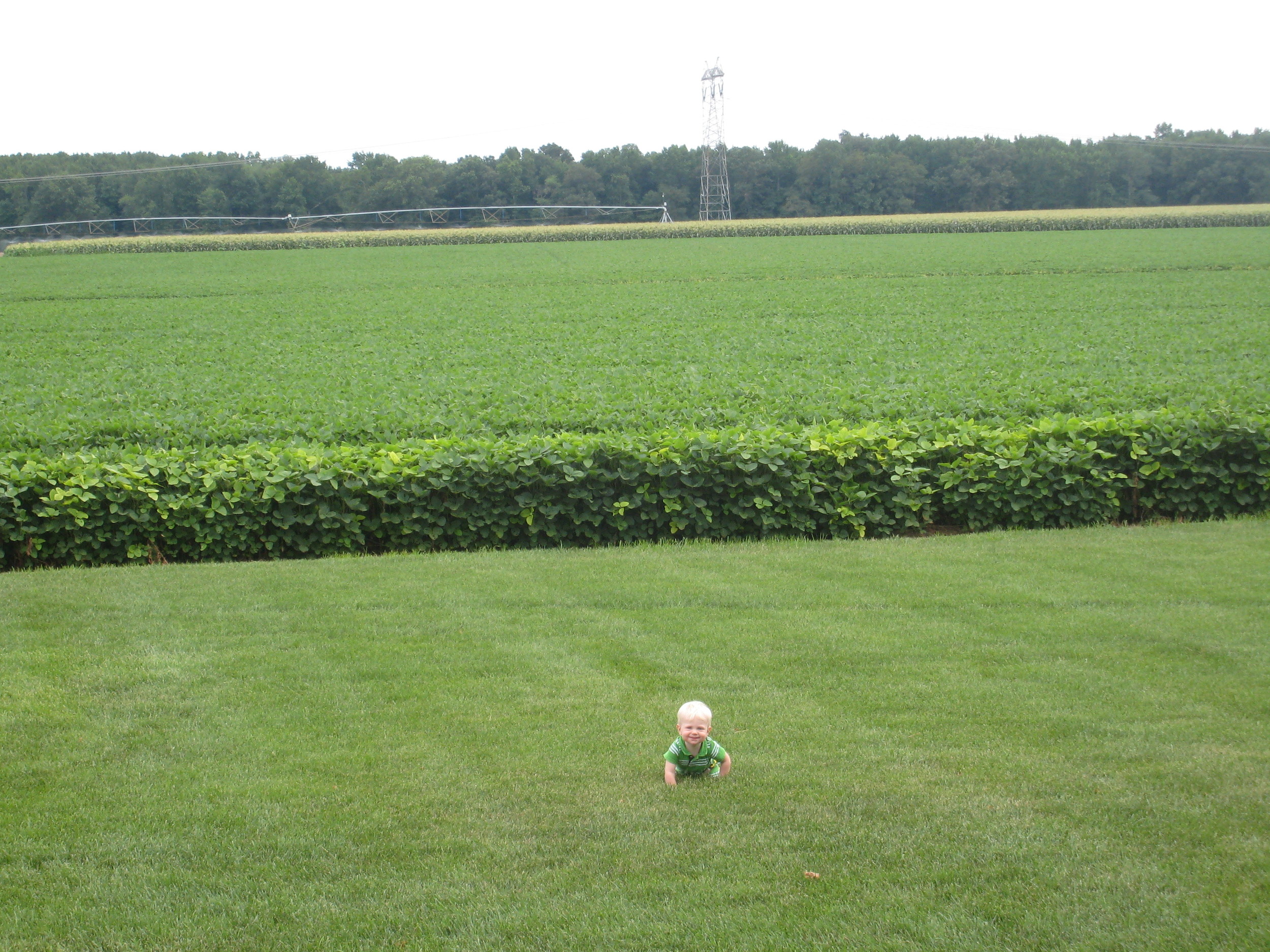  Lee Coombs in front of soybeans at Joe Coombs Farm, 2010 