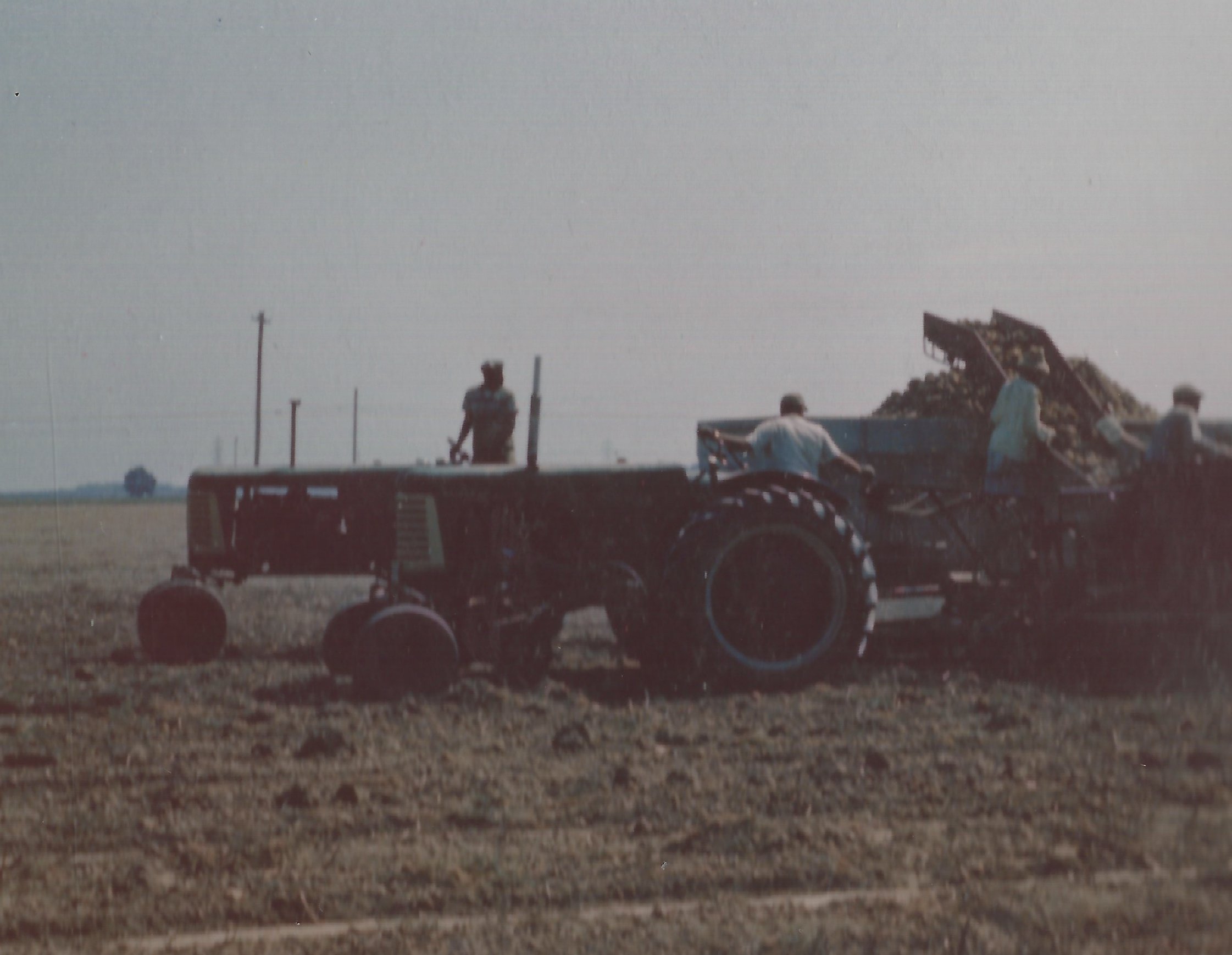 Harvesting potatoes in 1950's