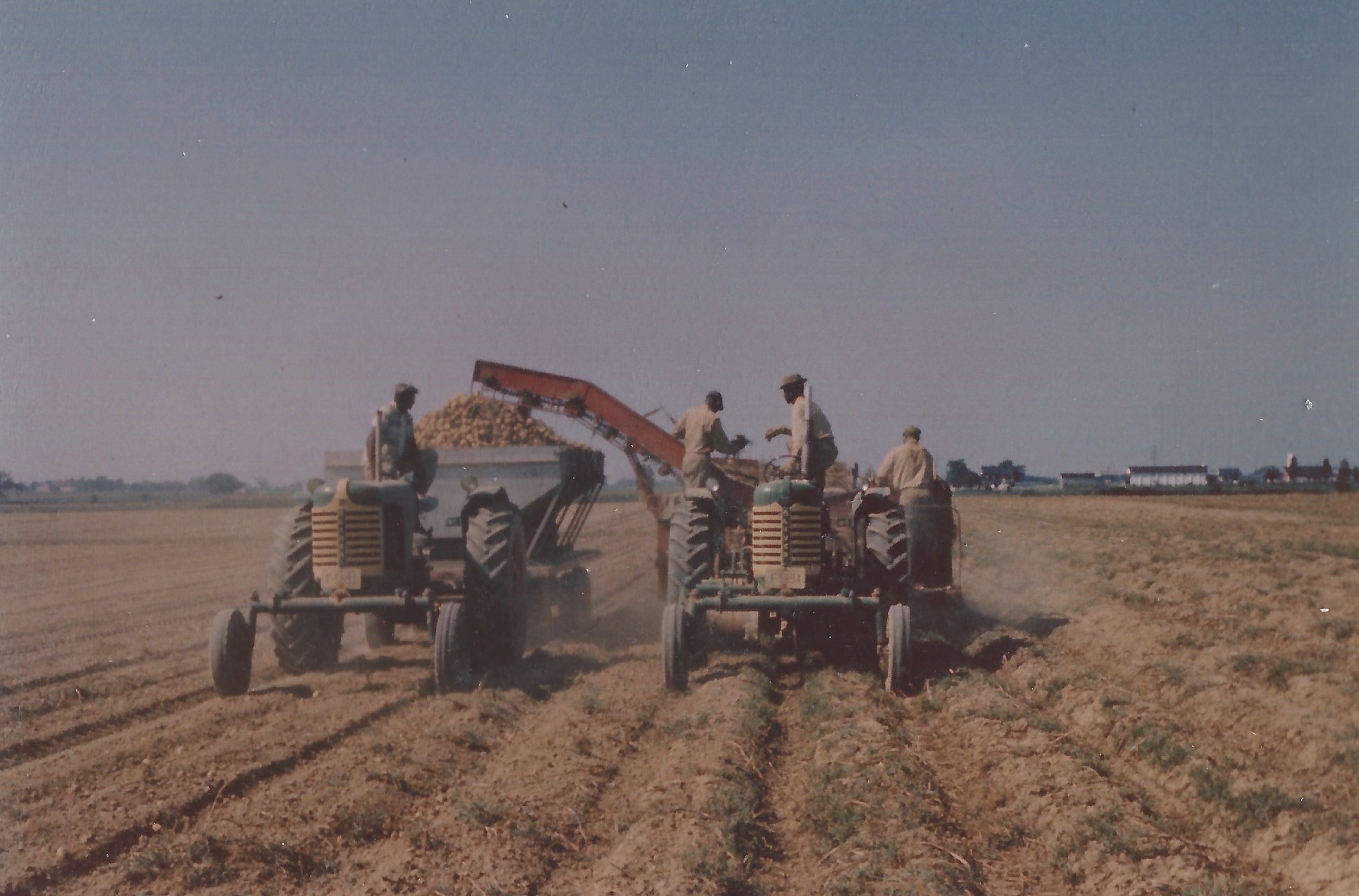 Harvesting potatoes in 1950's