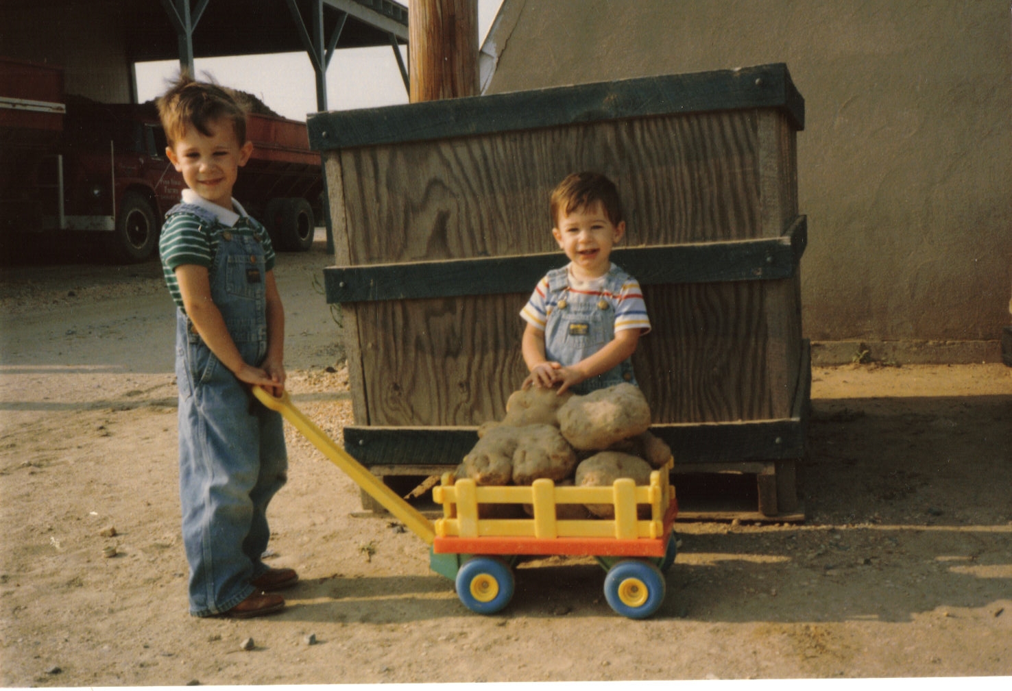  John Jr and brother George with their potato crop in 1986 