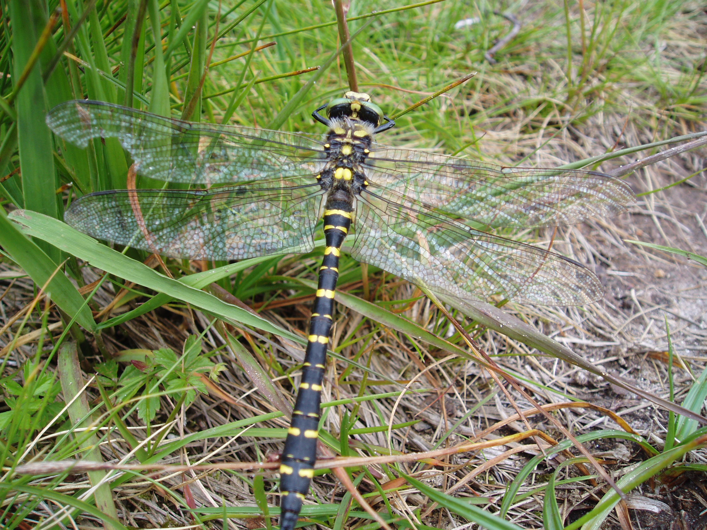 Golden rigged dragonfly ecology surveys