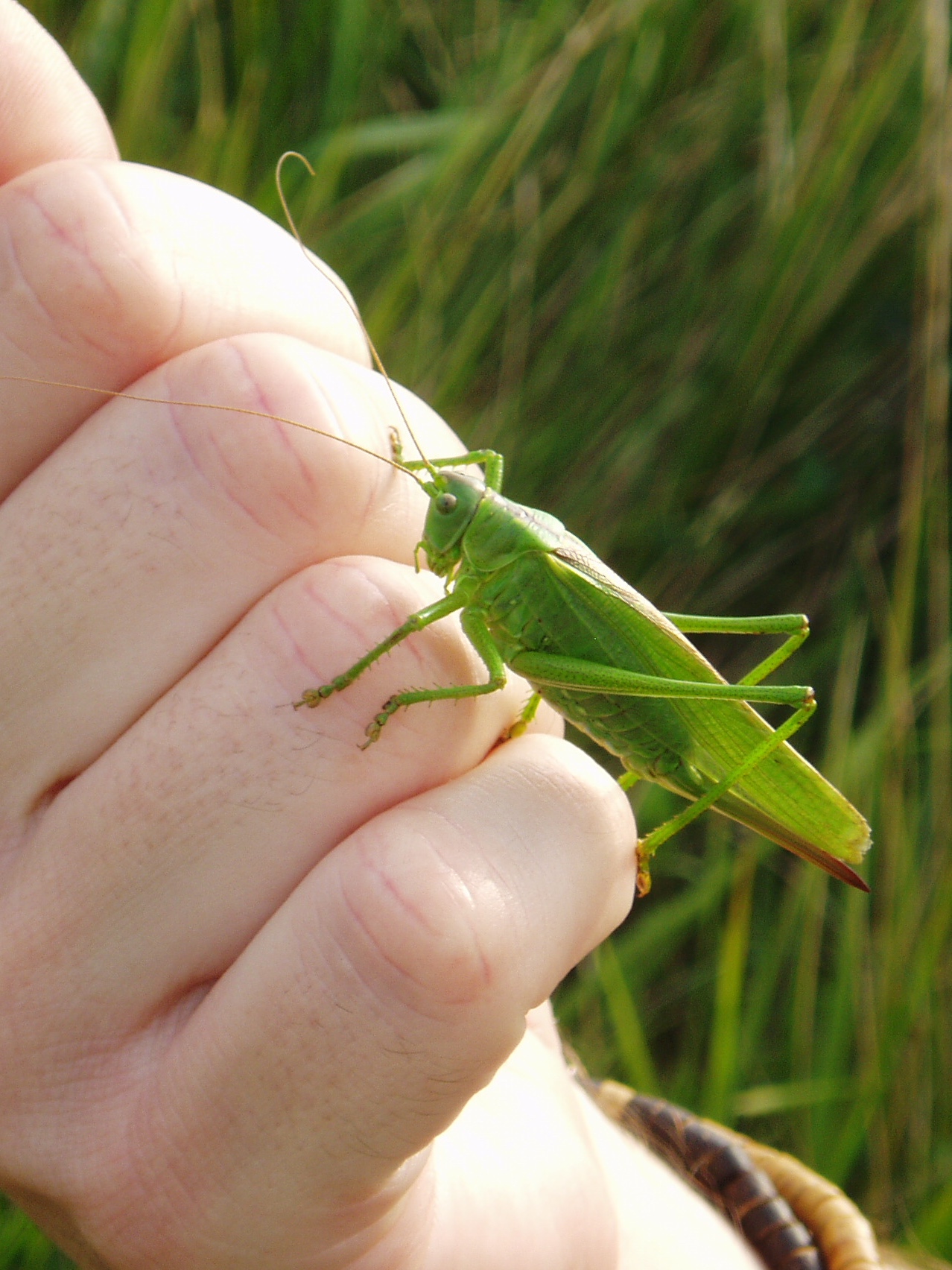 Bust cricket ecology surveys