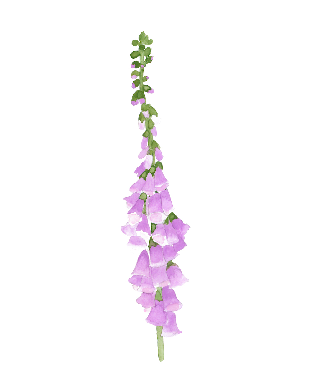 foxglove.jpg