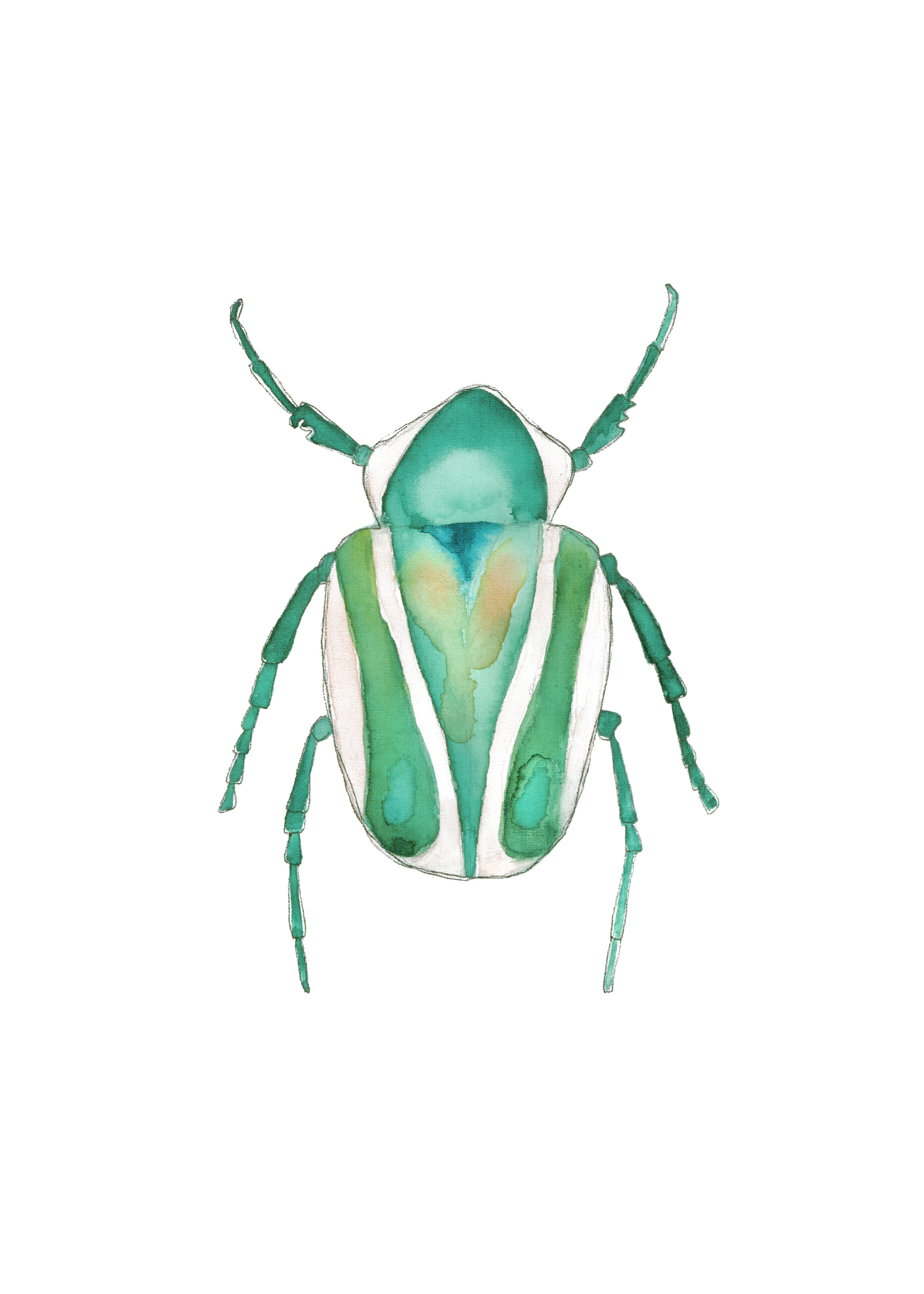 beetle green and pink.jpg