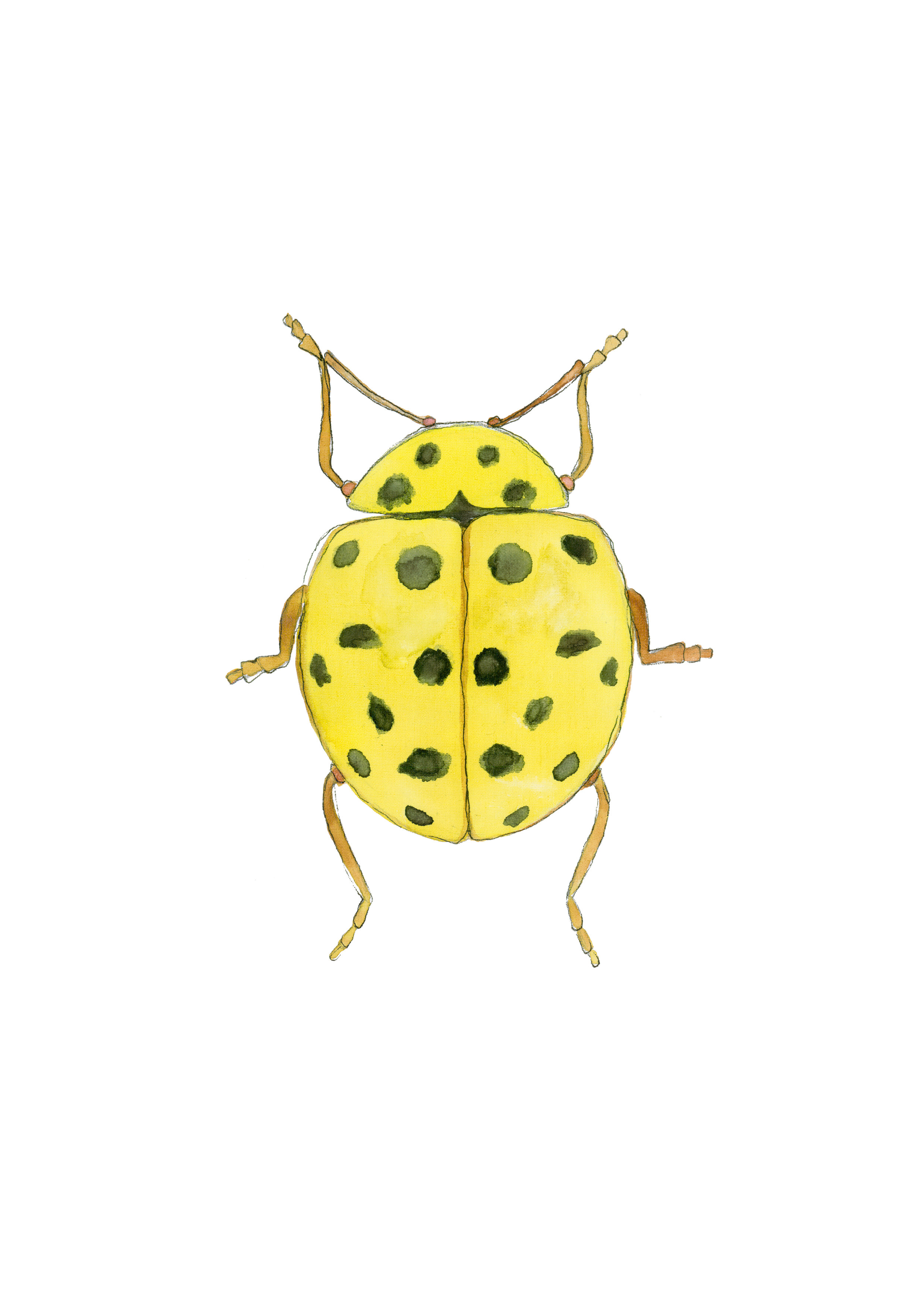 Beetle Yellow.jpg