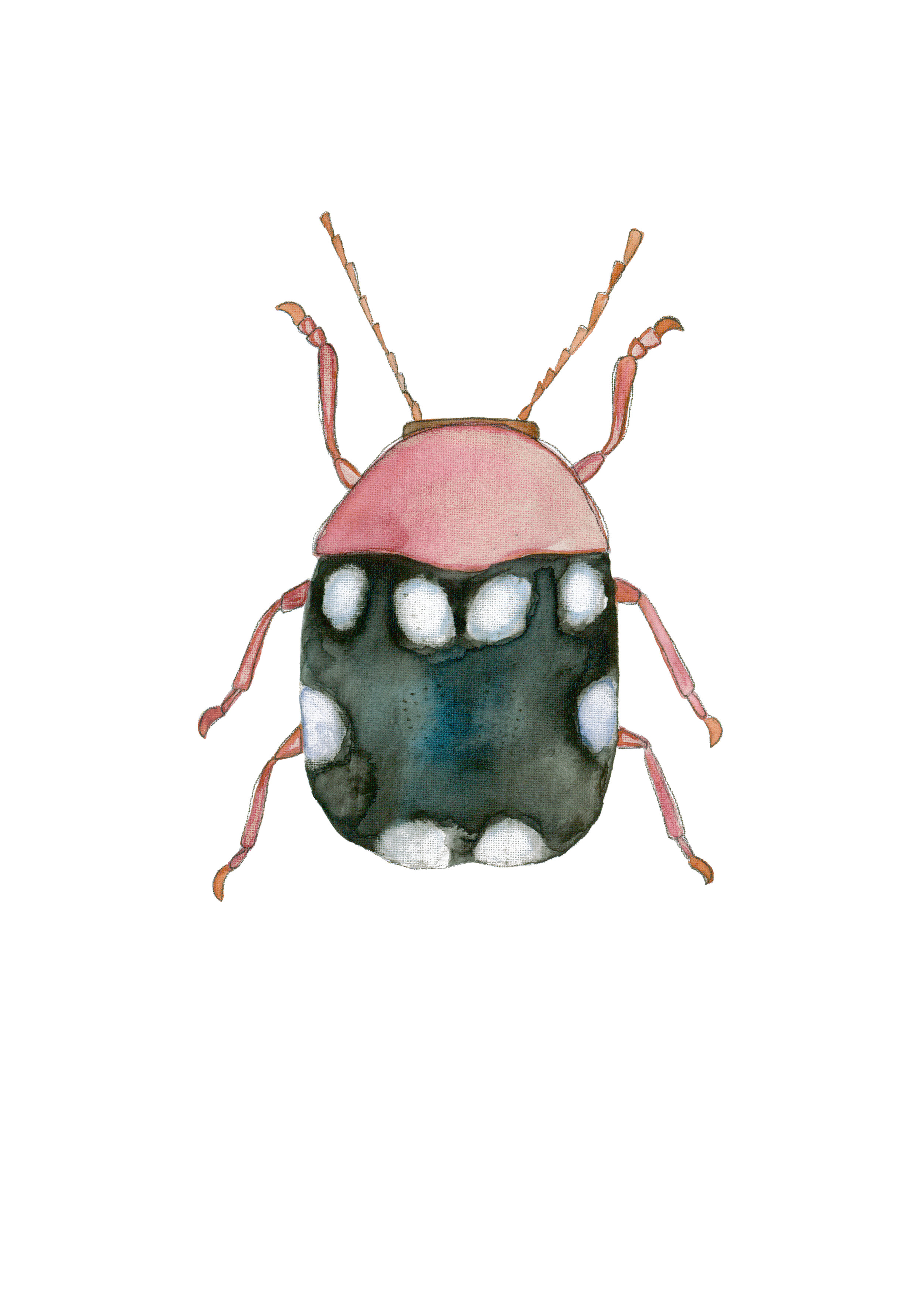 Pink and Black Beetle.jpg