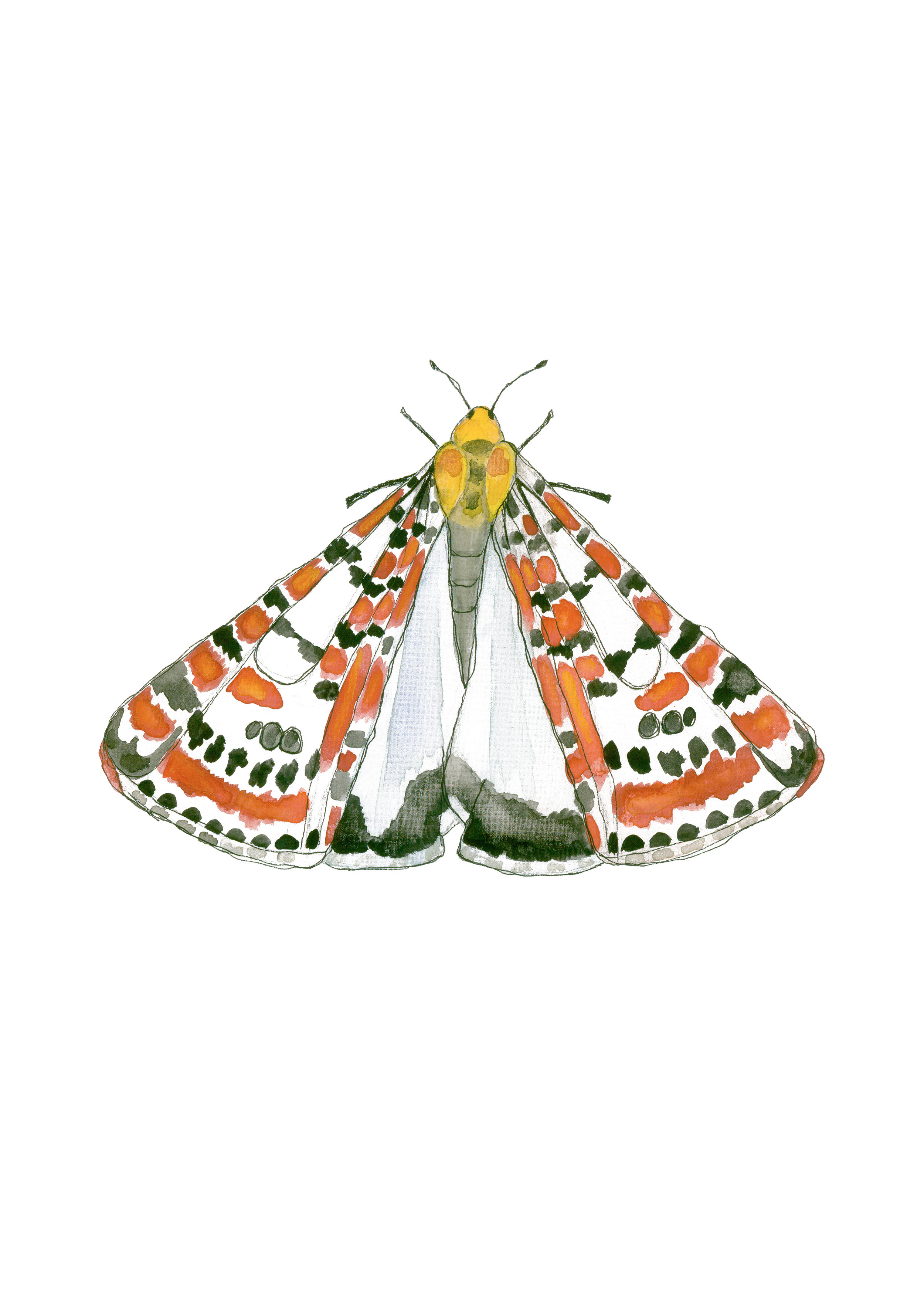 Crimson Speckled Moth.jpg