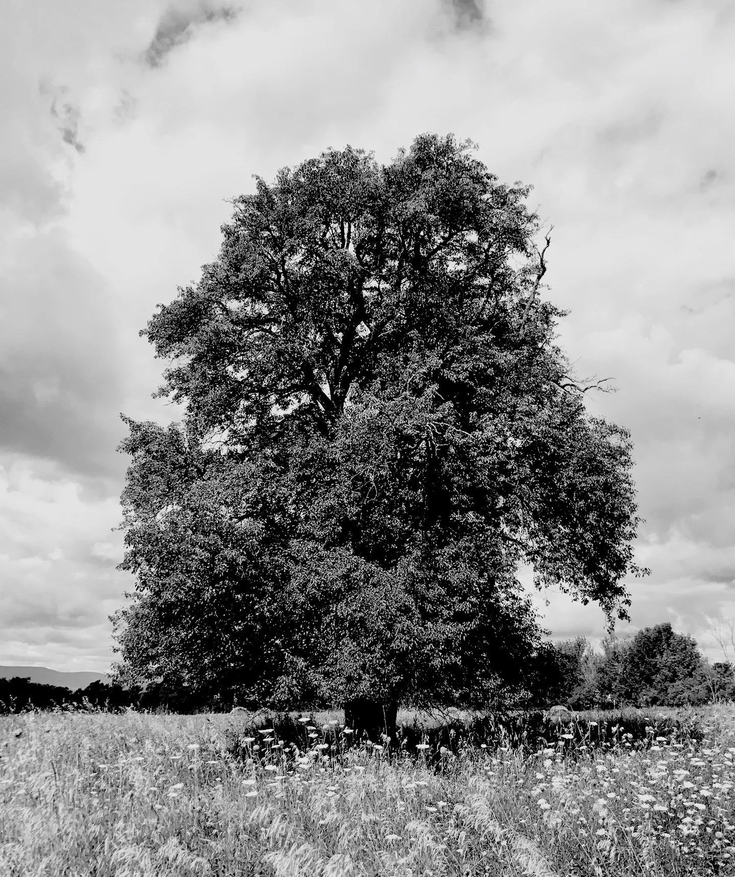 Pear, Hudson Valley