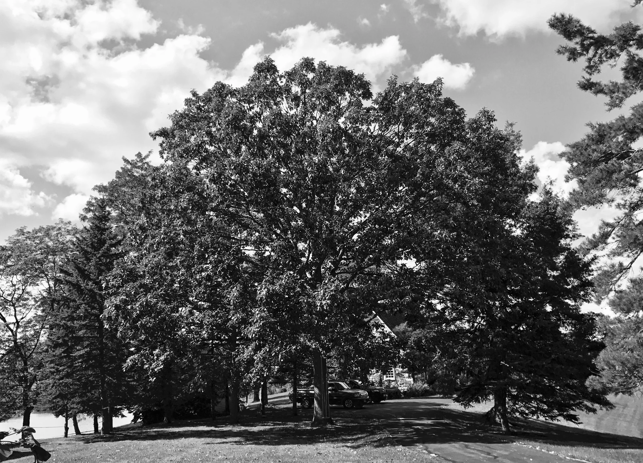 Oak, Hudson