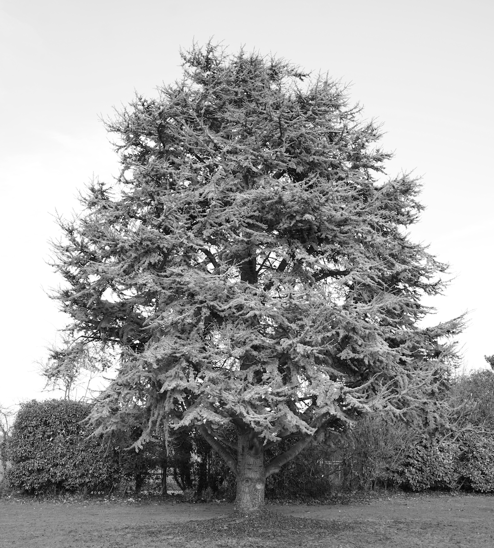 Pine, West Sussex