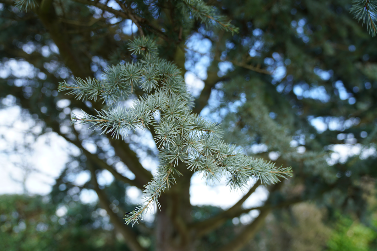 Pine, West Sussex, part 2
