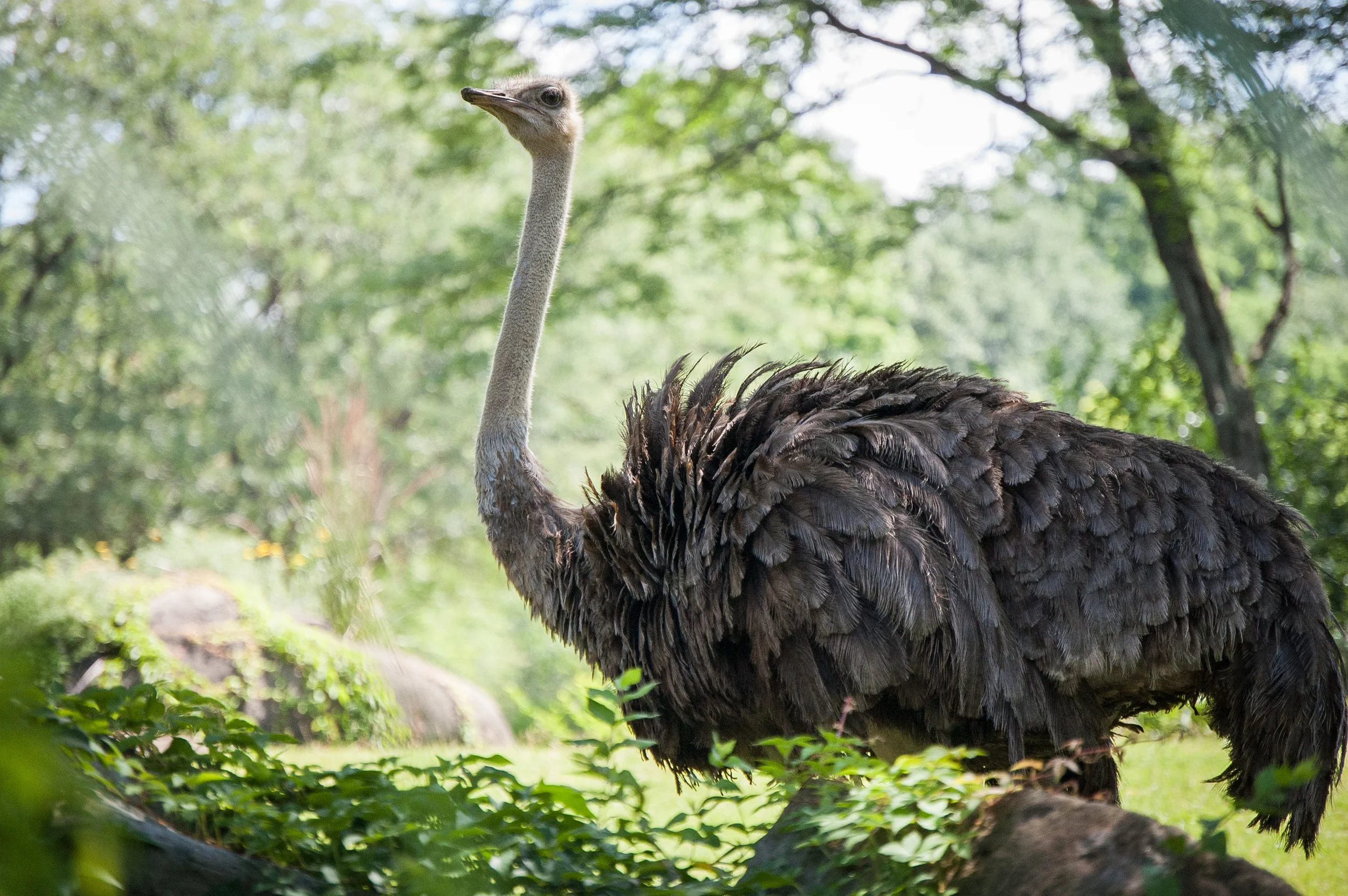 Pittsburgh Zoo - Ostrich