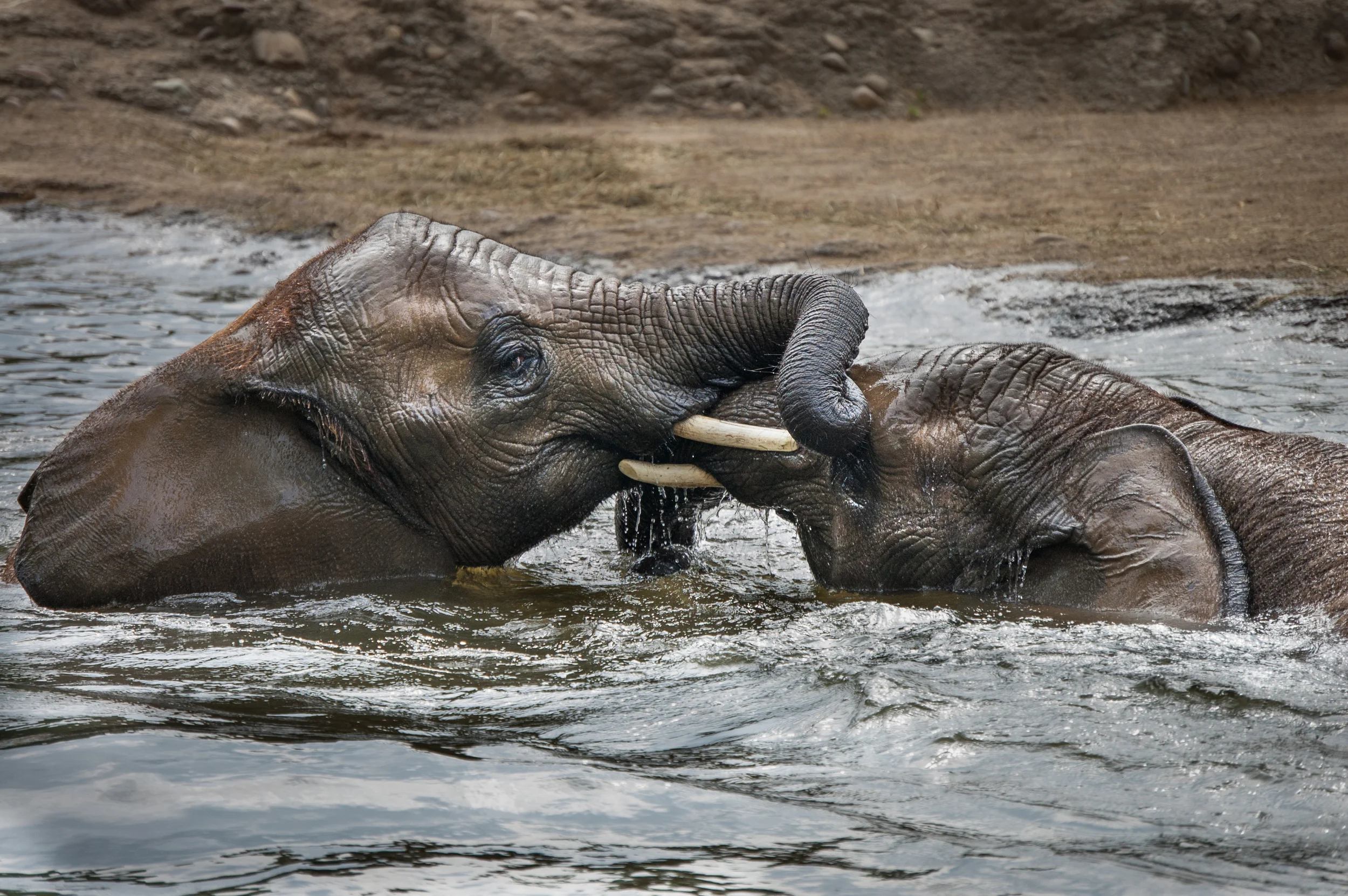 Pittsburgh Zoo - Elephants