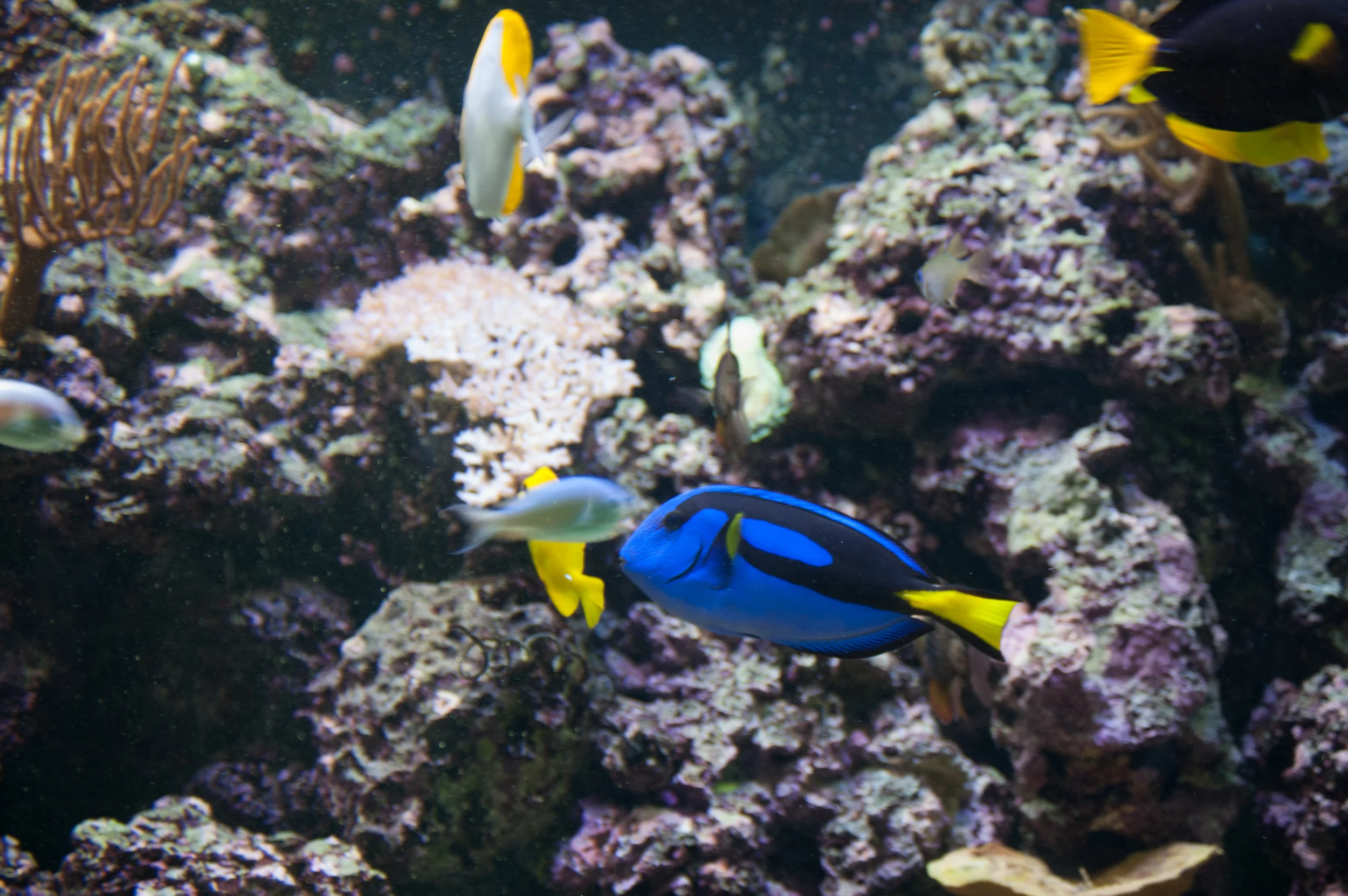 Pittsburgh Zoo - Dory