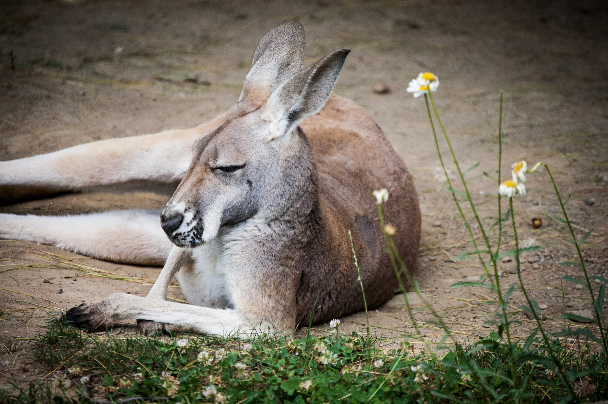 Pittsburgh Zoo - Kangaroo