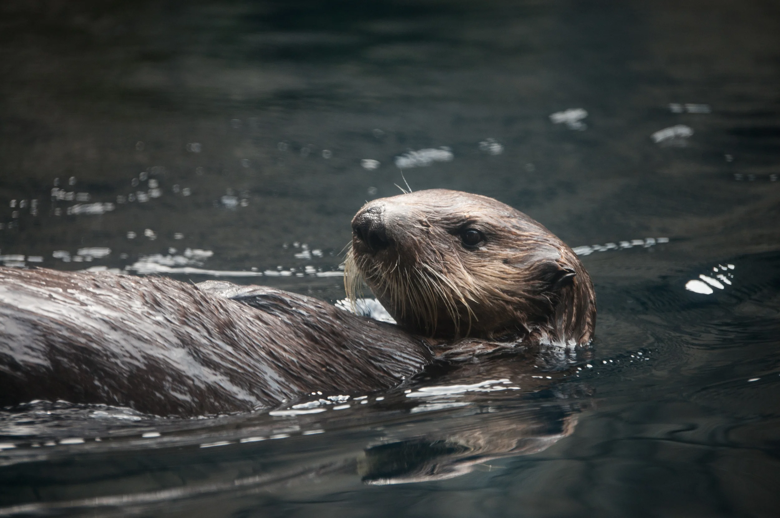 Pittsburgh Zoo - Otter