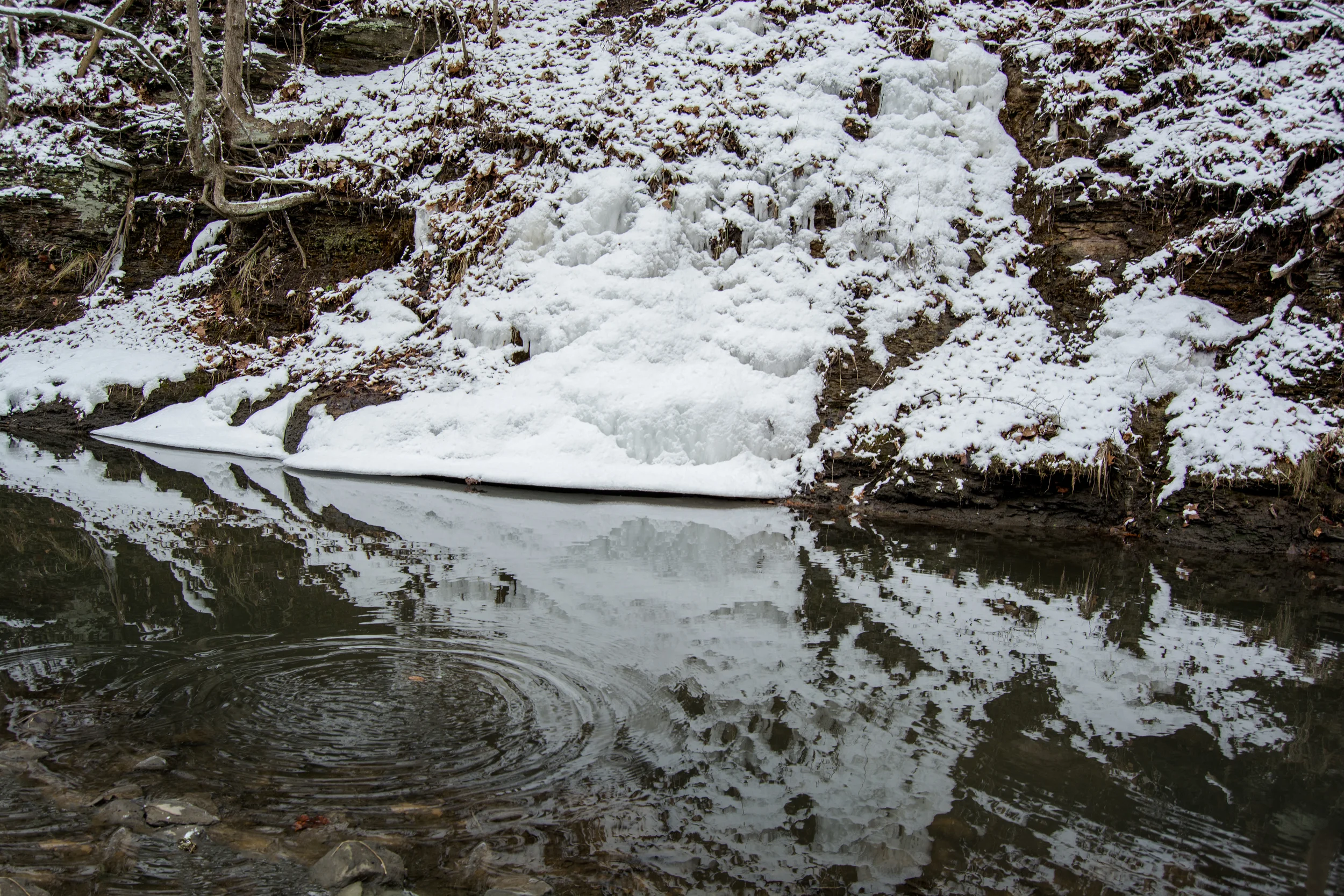 Frick Park Photographs