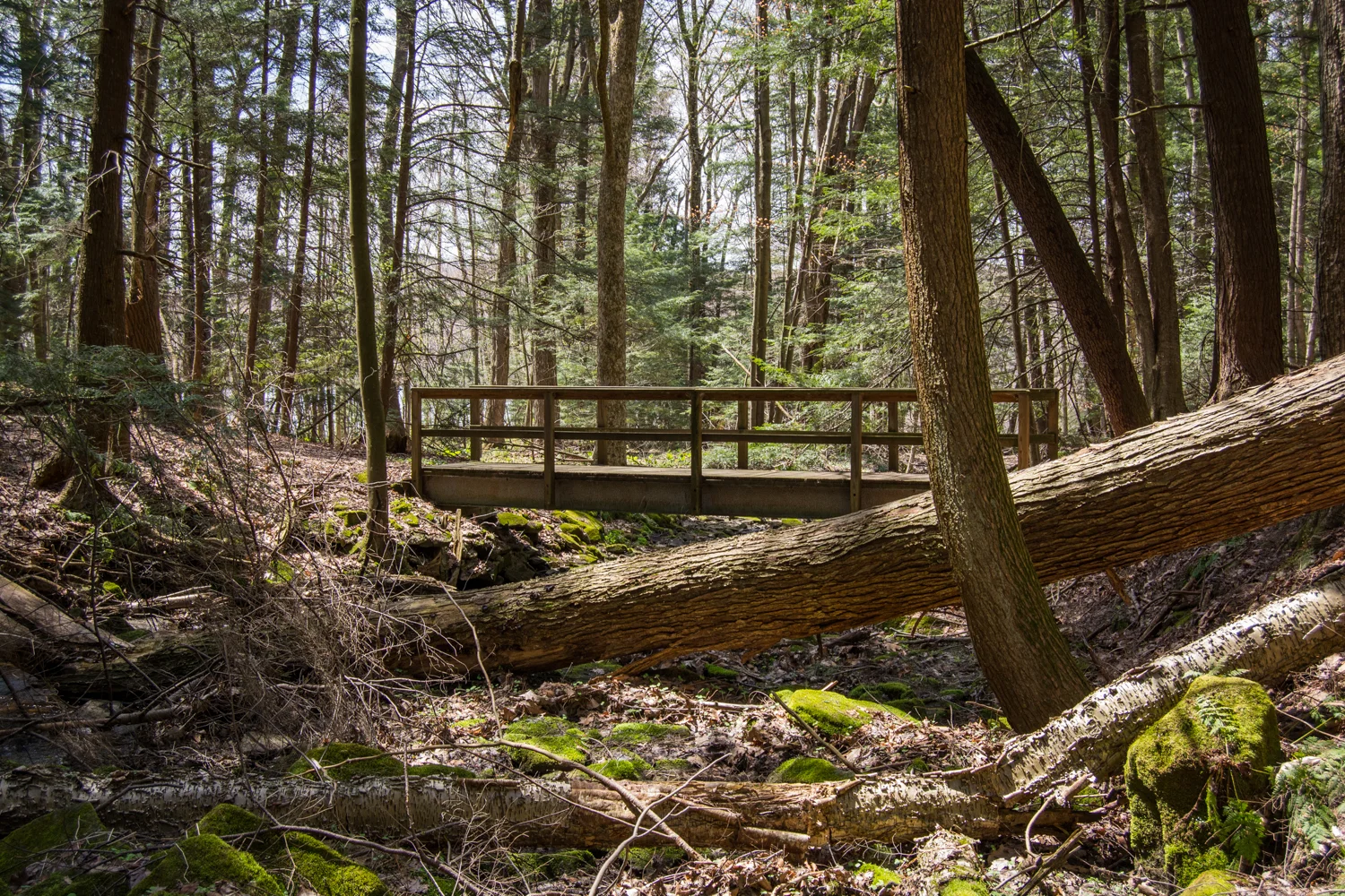 Maurice Goddard Photographs