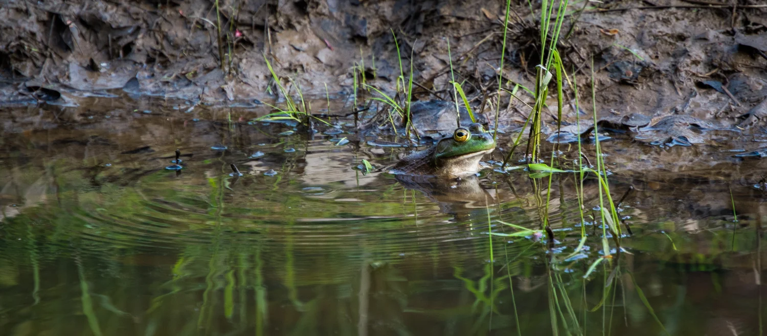 RACCOON CREEK - BULLFROG