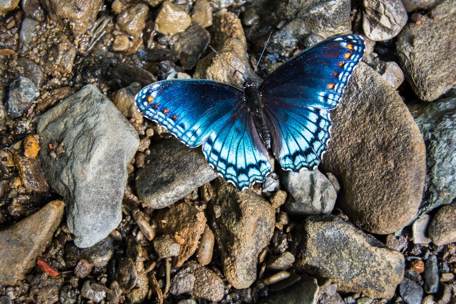 Raccoon Creek State Park in August