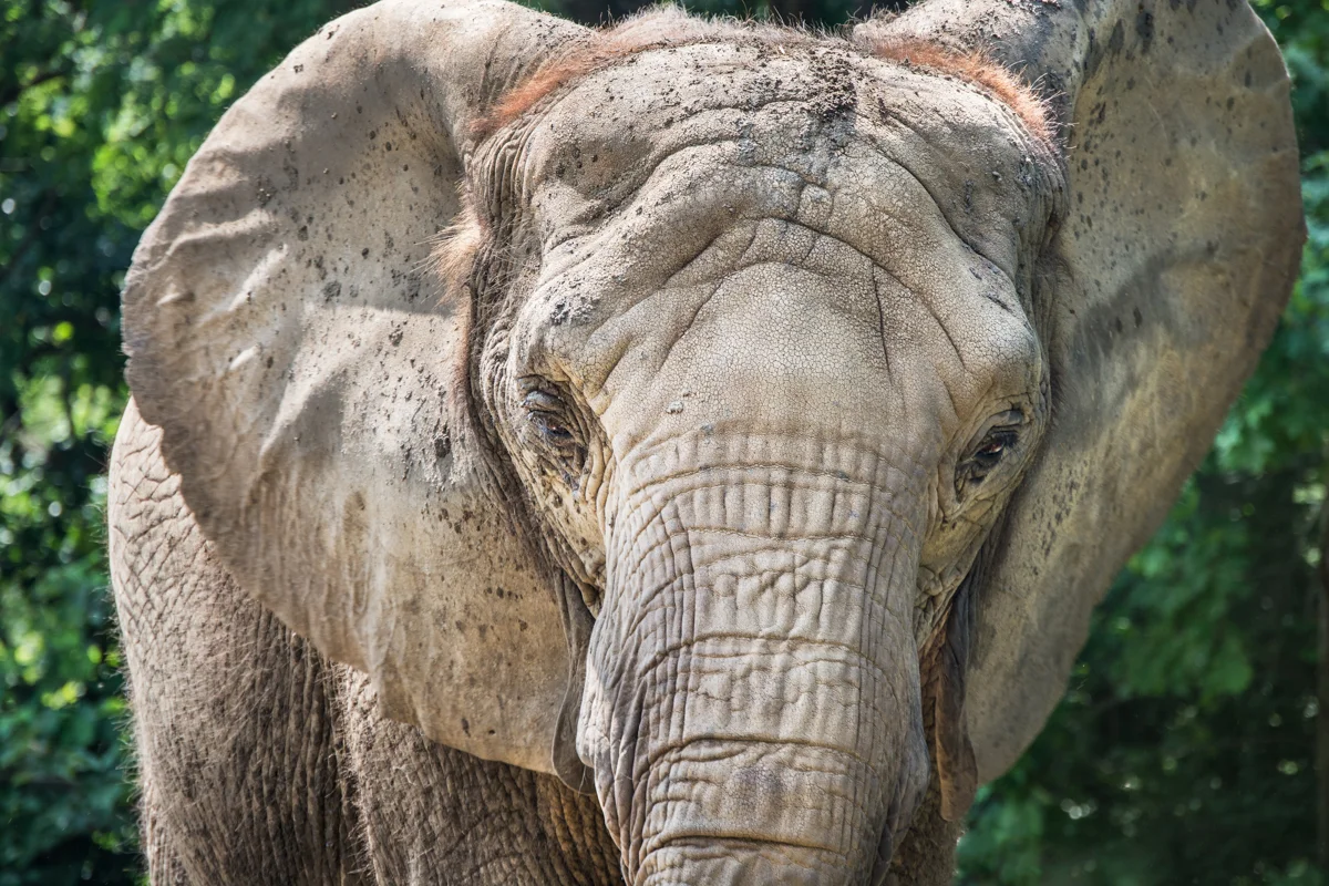 Pittsburgh Zoo in July