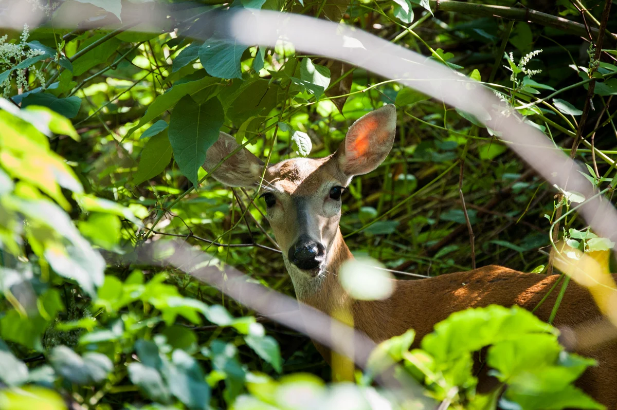 CEMETERY DEER